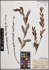 Foto von Salix cinerea L. x Salix purpurea L.
